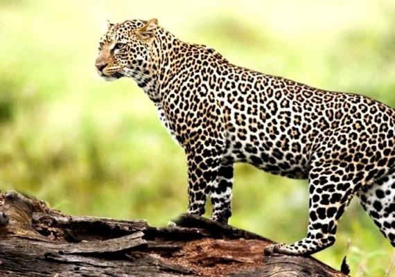 Shuklaphanta National Park